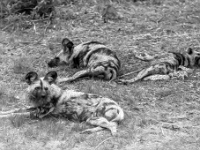 Lion & Safari Park